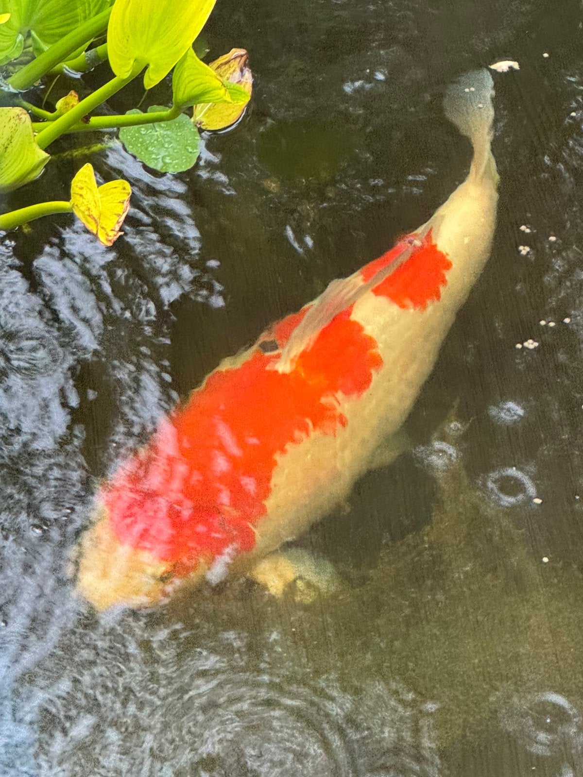 Kohaku met kleine sumi, Dieren en Toebehoren, Vissen | Vijvervissen, Karper of Koi