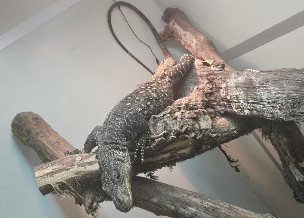 échanges Varanus salvadorii Monitor Lizard photo 2