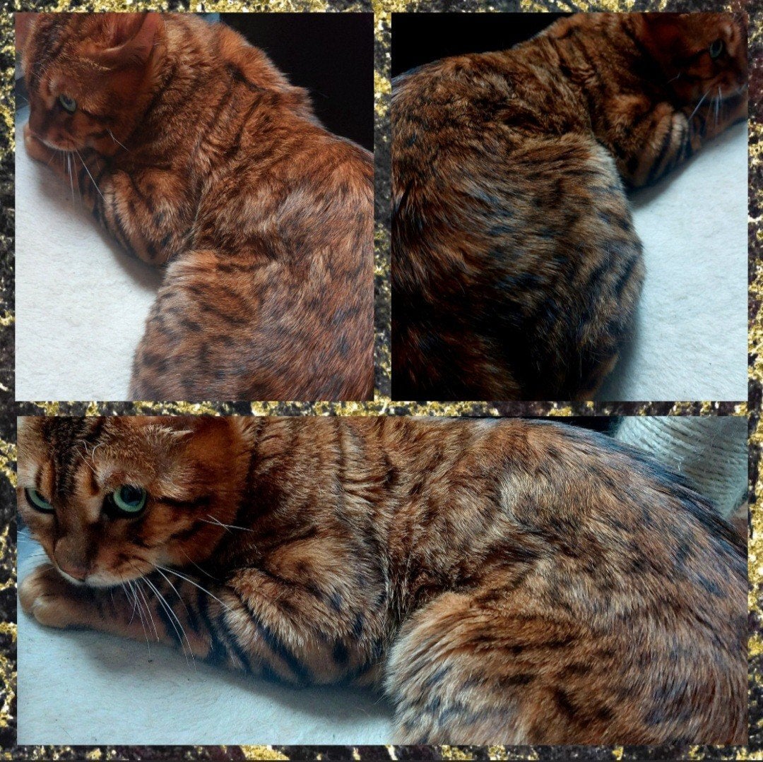 Prachtige bengaal kater!!, Dieren en Toebehoren, Katten en Kittens | Raskatten | Korthaar, Kater, 0 tot 2 jaar