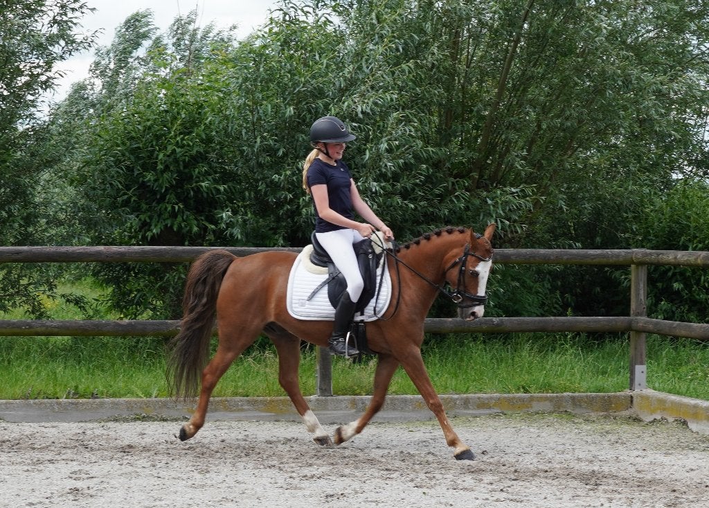 Lieve C dressuurpony, Dieren en Toebehoren, Pony's, Gechipt, Ruin, Dressuurpony, 7 tot 10 jaar