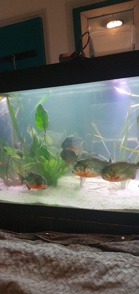 13 piranha's, Vis