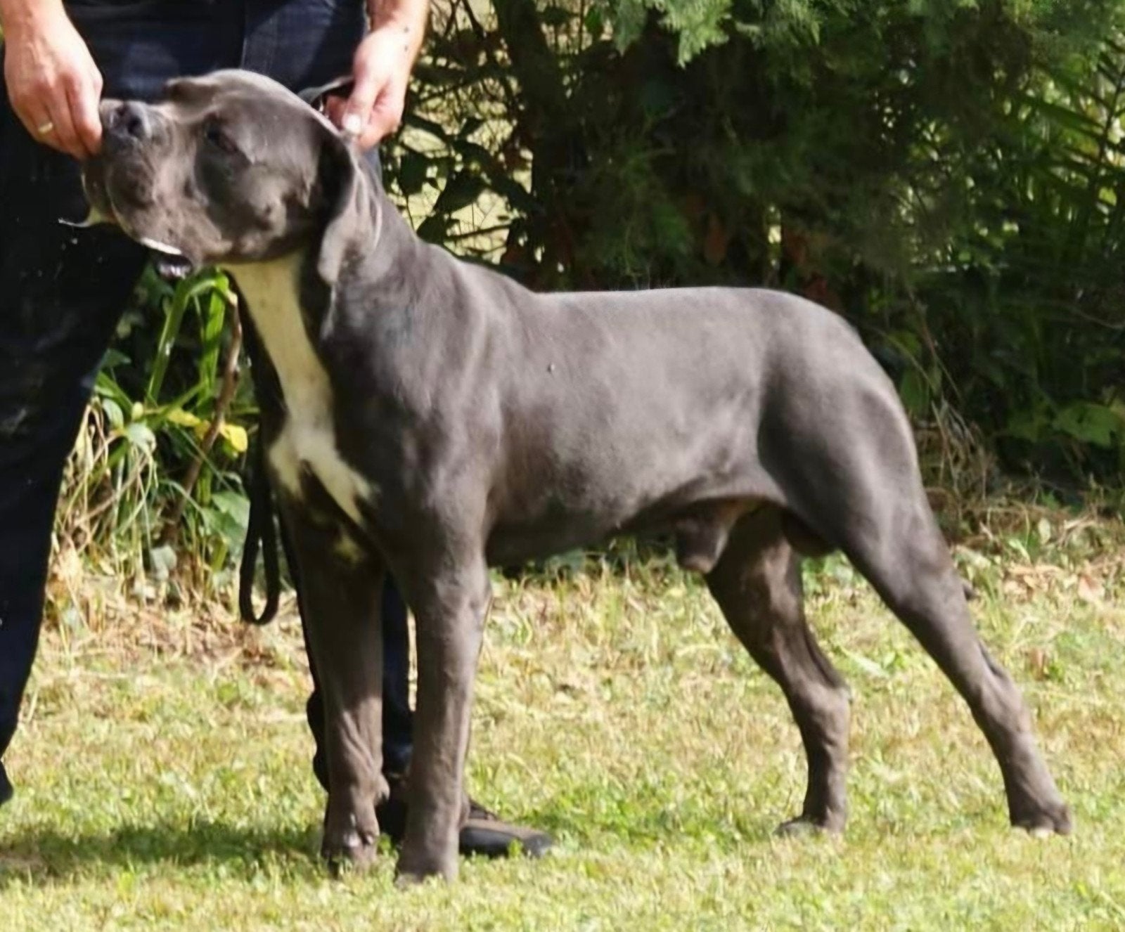 Cane Corso reu, 6 jaar of ouder, Eén hond, Nederland, Particulier