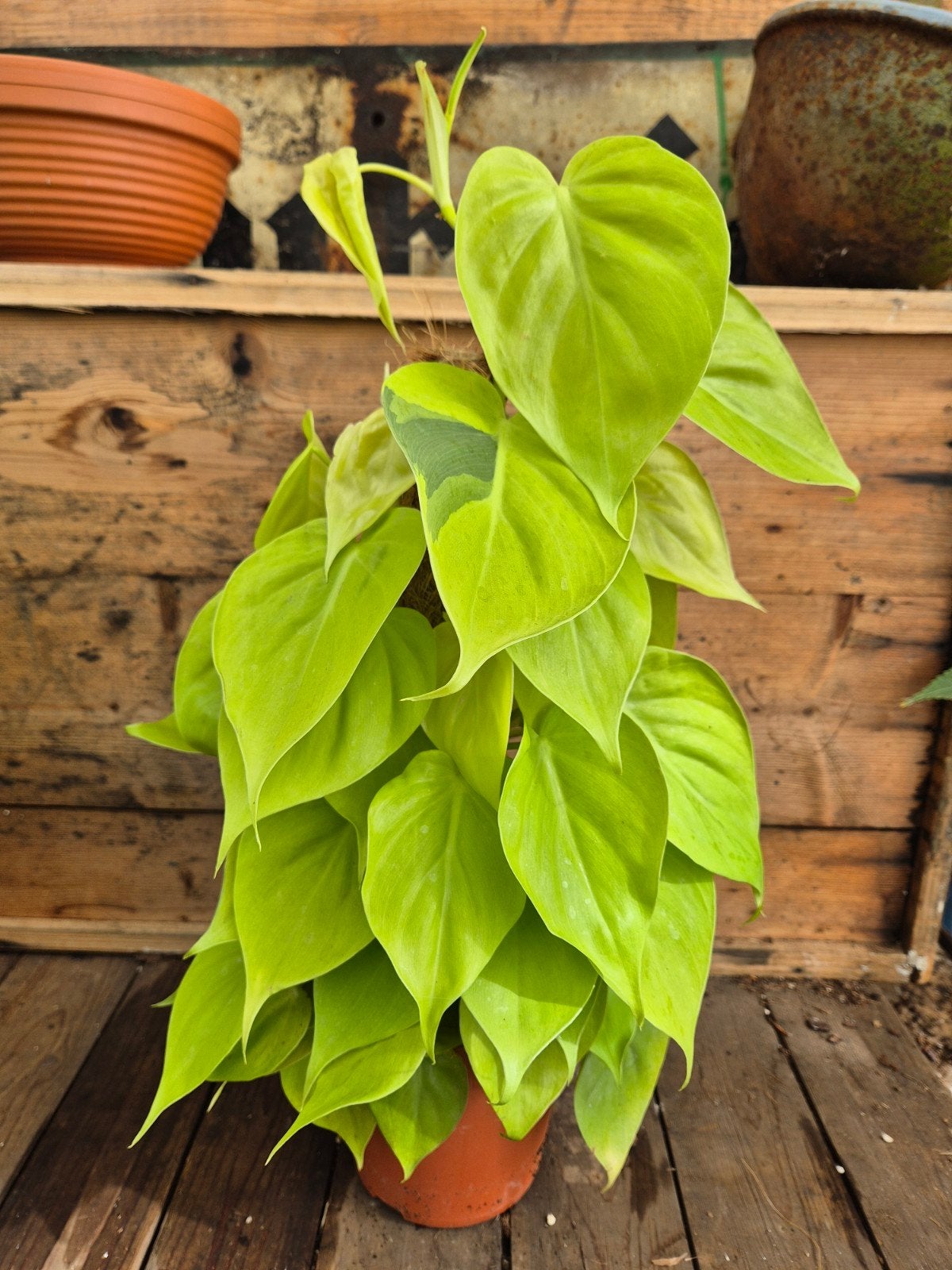 Philodendron Neon p15 (1), Huis en Inrichting, Kamerplanten, Ophalen of Verzenden, Halfschaduw, Minder dan 100 cm