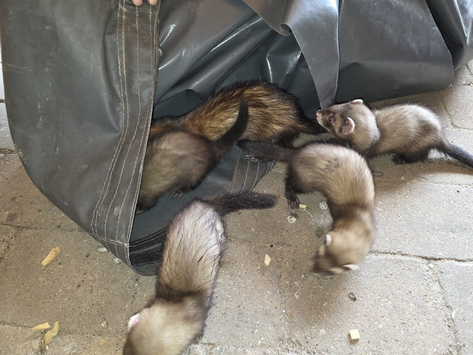 Fretten tekoop, Dieren en Toebehoren, Fret, Juni, Meerdere dieren, Tam