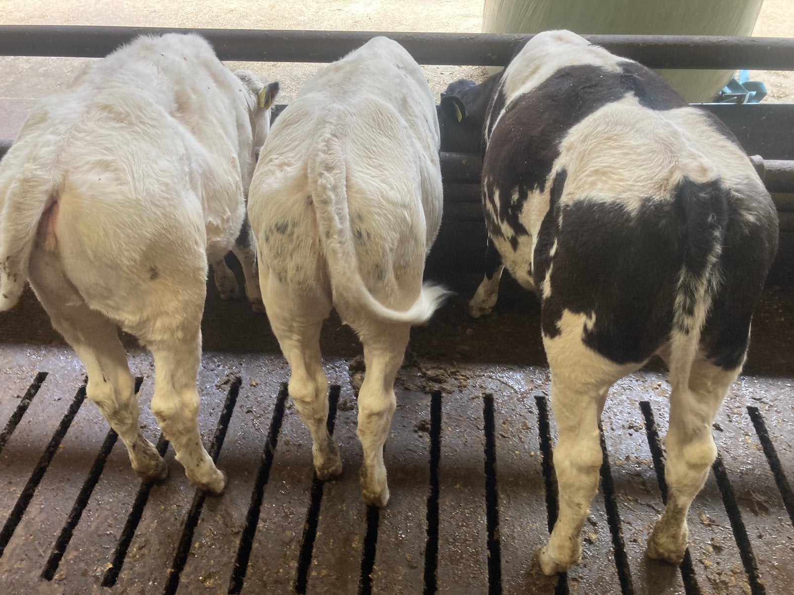 3 beste 50% bb vaarskalveren, Dieren en Toebehoren, Runderen, Vrouwelijk