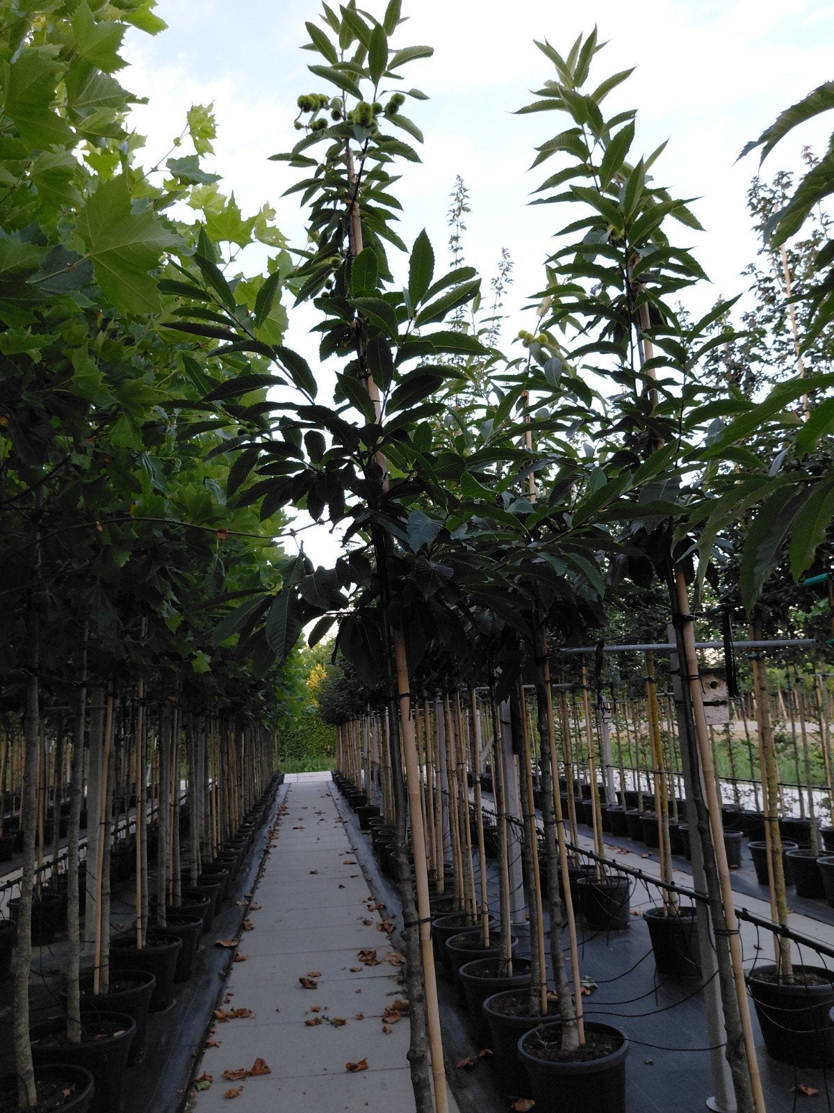 castanea sativa (kastanje), Tuin en Terras, Planten | Bomen, Overige soorten, Lente, 250 tot 400 cm, Ophalen