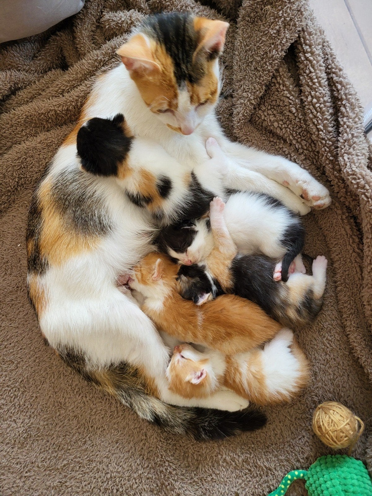 Lieve kittens te koop., Dieren en Toebehoren, Katten en Kittens | Overige Katten, Meerdere dieren