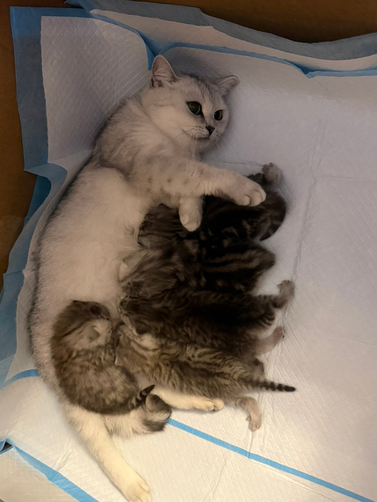 🐾 Lieve Britse Korthaar kittens – 5 prachtige kittens 🐾, Meerdere dieren, Ontwormd