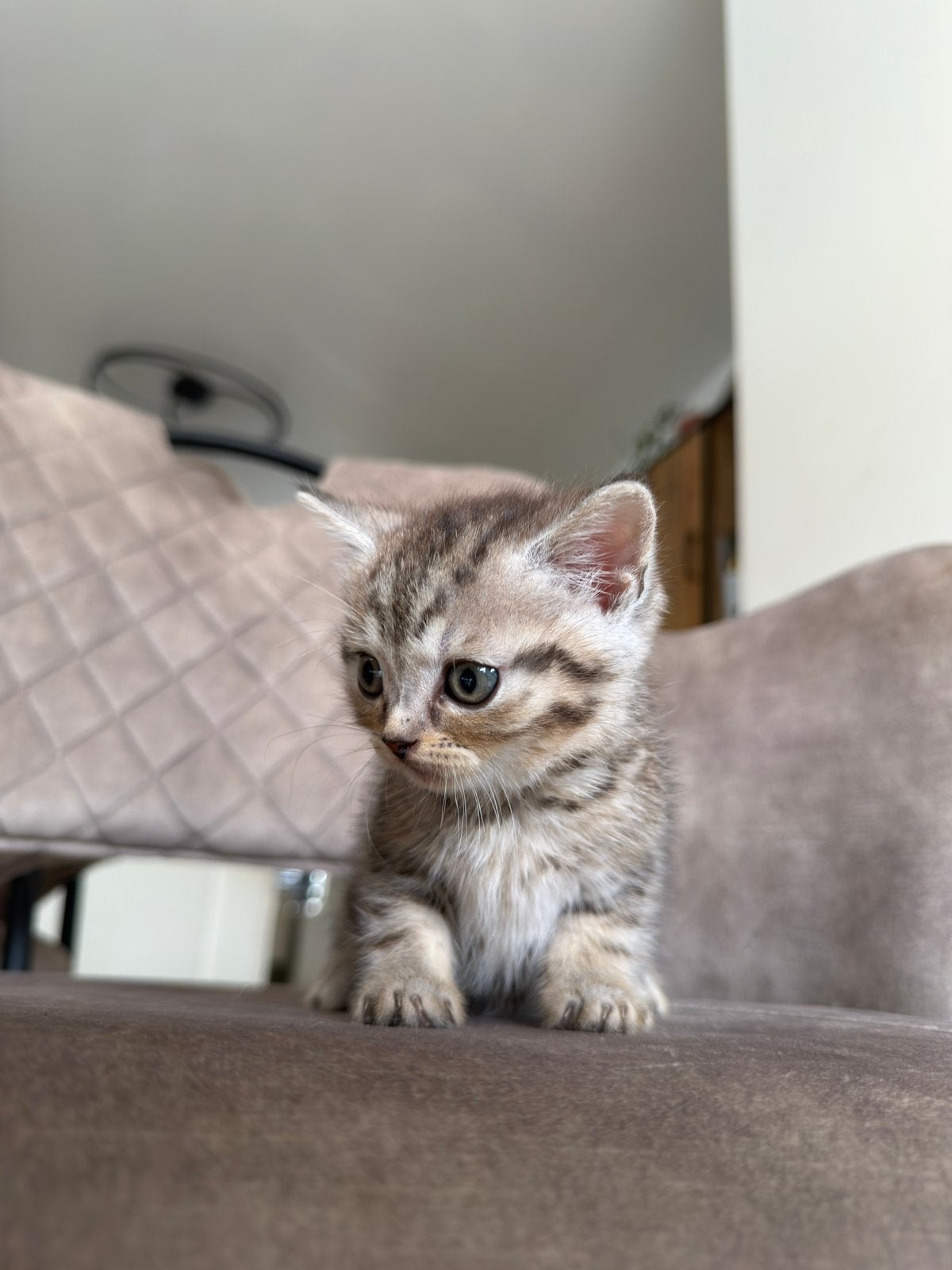 Britse korthaar kittens, Meerdere dieren, Met stamboom, 0 tot 2 jaar