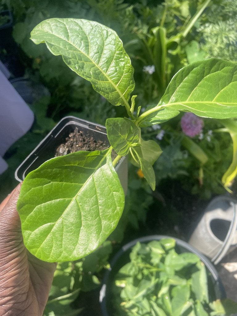 Surinaamse Antroewa planten 3,50, Tuin en Terras, Planten | Tuinplanten, Ophalen of Verzenden, Eenjarig, Groenteplanten, Volle zon