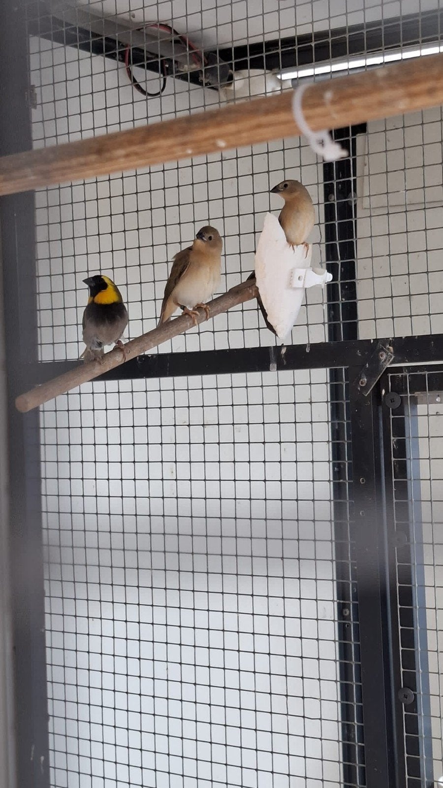 Binsenastrilde 2026, Dieren en Toebehoren, Vogels | Overige Vogels, Meerdere dieren, Tropenvogel, Geringd