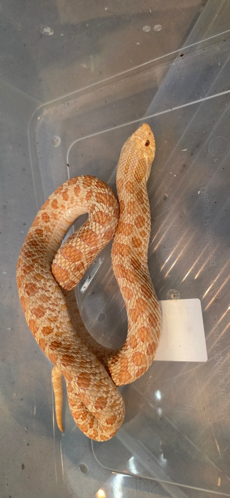 verschillende haakneusjes Hognose Snake - male for sale from Zanting Deventer