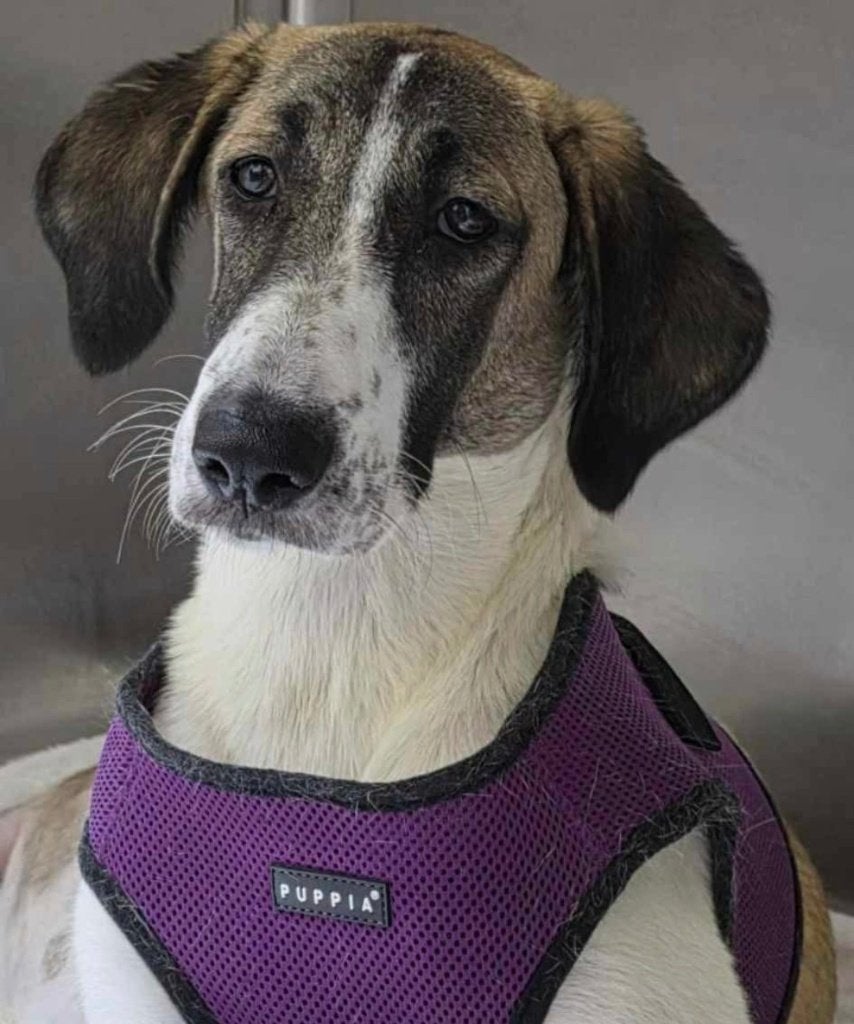 Help BooBoo aan een thuis!, Dieren en Toebehoren, Particulier, Reu, 1 tot 2 jaar, Buitenland