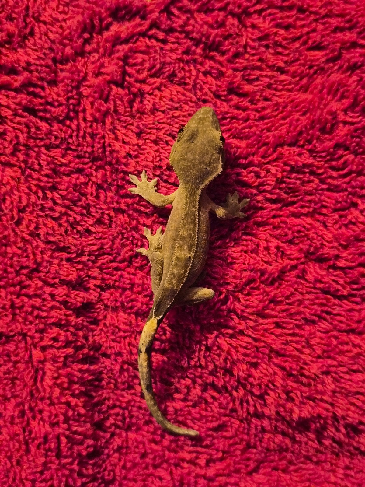 wimper gekko Lucky Crested Gecko photo 4