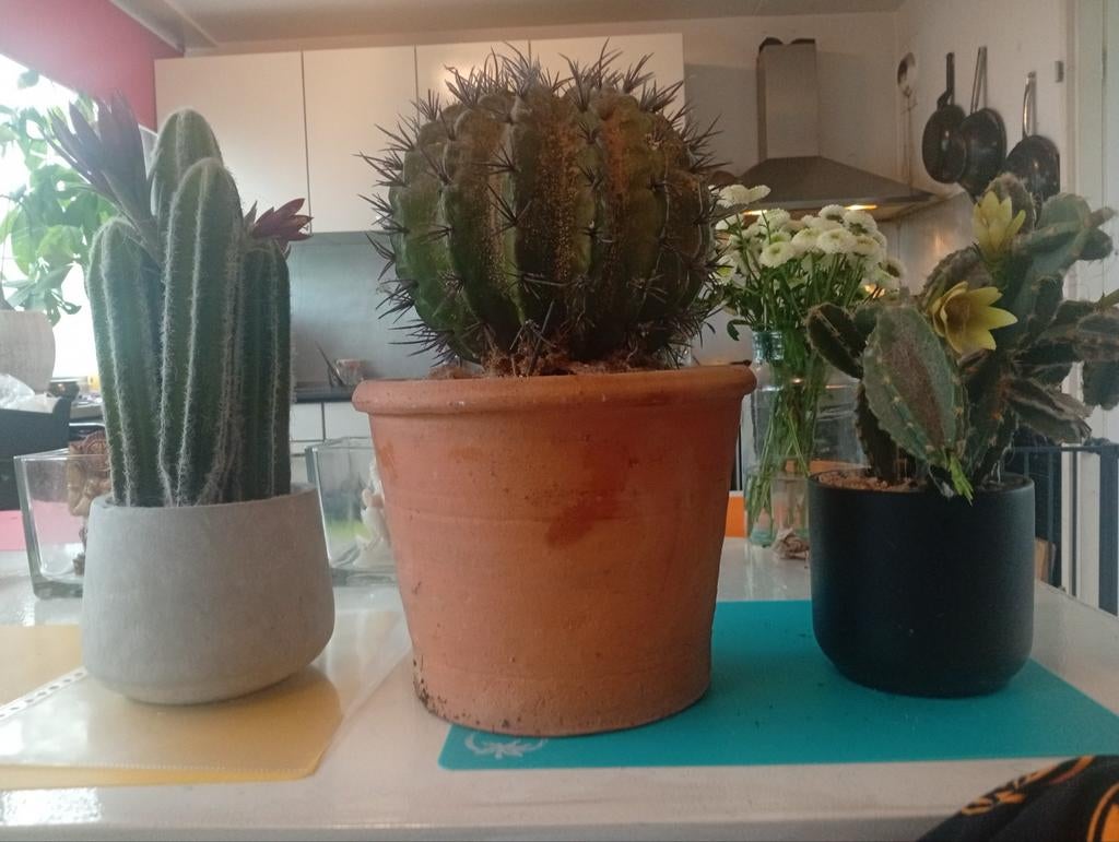 3 Prachtige Namaak Cactussen - Luxe Villa ArenA, Ophalen