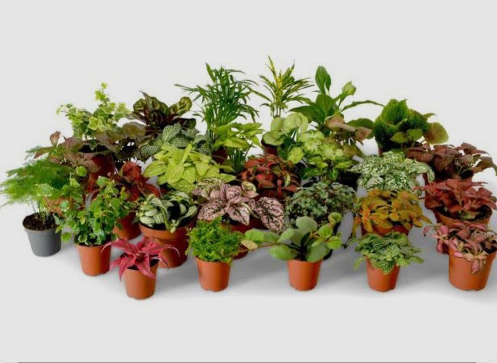 Gezocht: Stekjes van terrariumplantjes, Huis en Inrichting, Ophalen of Verzenden, Overige soorten