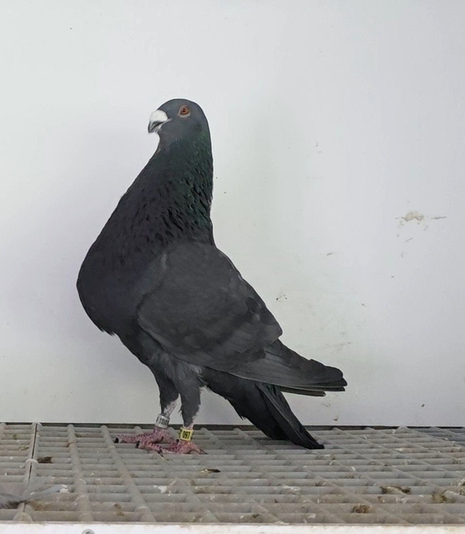 Duiven jiennense, Meerdere dieren