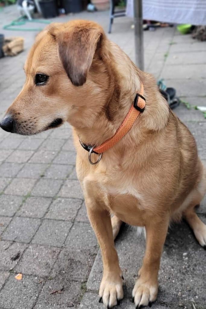 Lieve hond ter overname, Parvo, Particulier, Reu, Buitenland