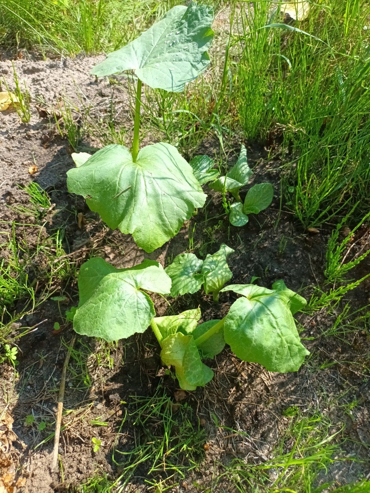 Verse pompoenplantjes voor een rijke oogst, Tuin en Terras, Planten | Tuinplanten, Volle zon, Groenteplanten, Eenjarig, Ophalen of Verzenden