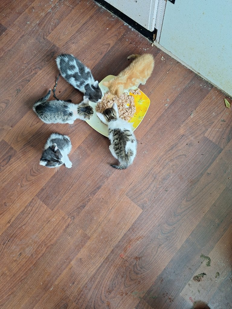 Boerderijkittens, Dieren en Toebehoren, Katten en Kittens | Overige Katten, Kater, Kortharig, 0 tot 2 jaar