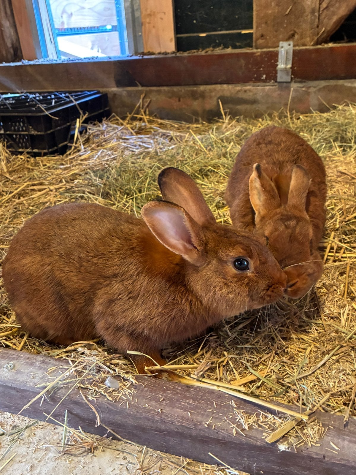 Thrianta konijnen, Dieren en Toebehoren, Mannelijk