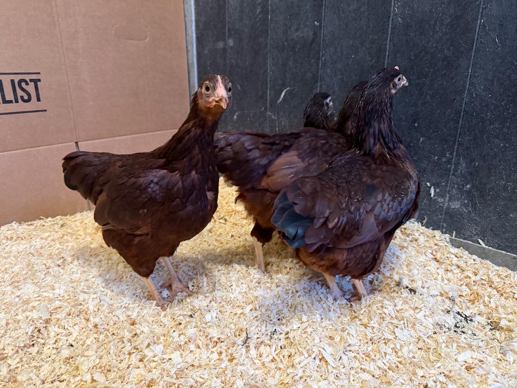 Jonge tamme Rhode Island Red kriel kippen gesekst & ingeënt, Vrouwelijk, Kip