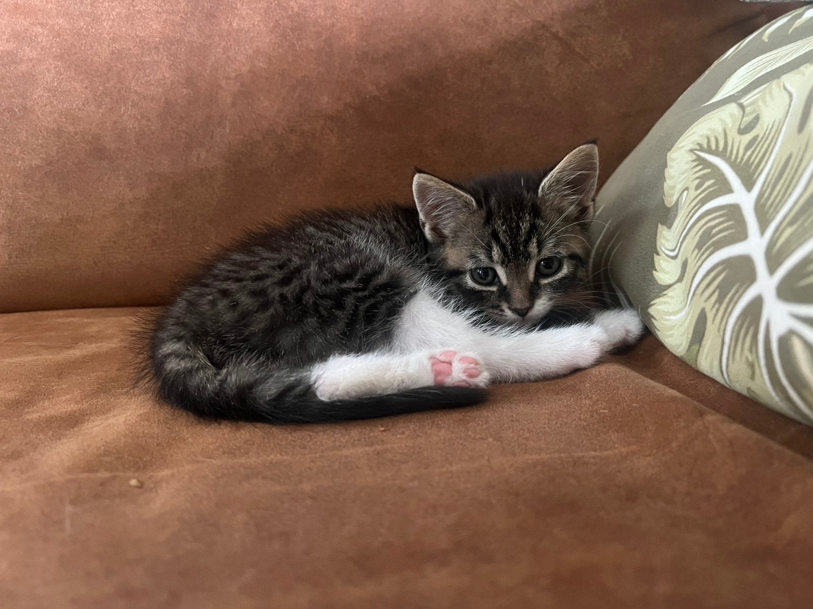 Kitten 9 weken, Dieren en Toebehoren, Katten en Kittens | Overige Katten, Meerdere dieren, 0 tot 2 jaar