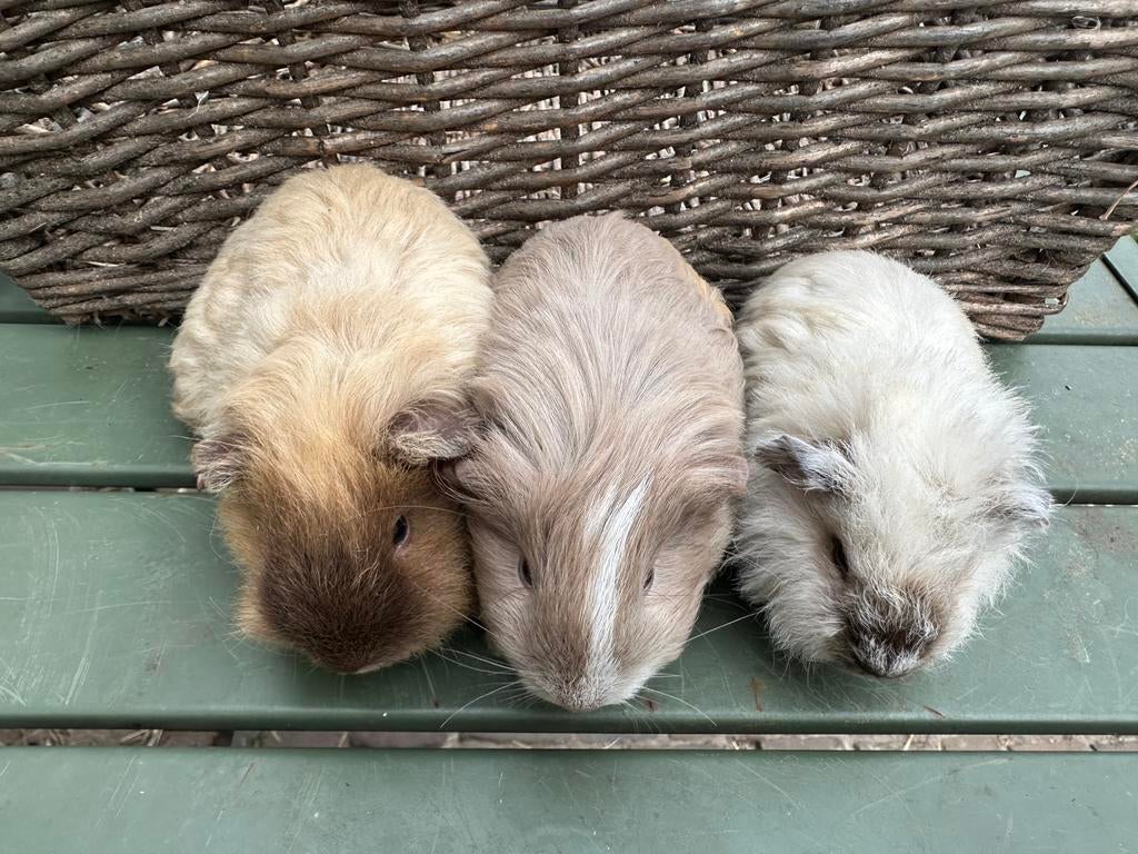 Cavia’s lief en tam langharig sheltie tessel california, Dieren en Toebehoren, Knaagdieren, Meerdere dieren, Tam, Maart, Cavia
