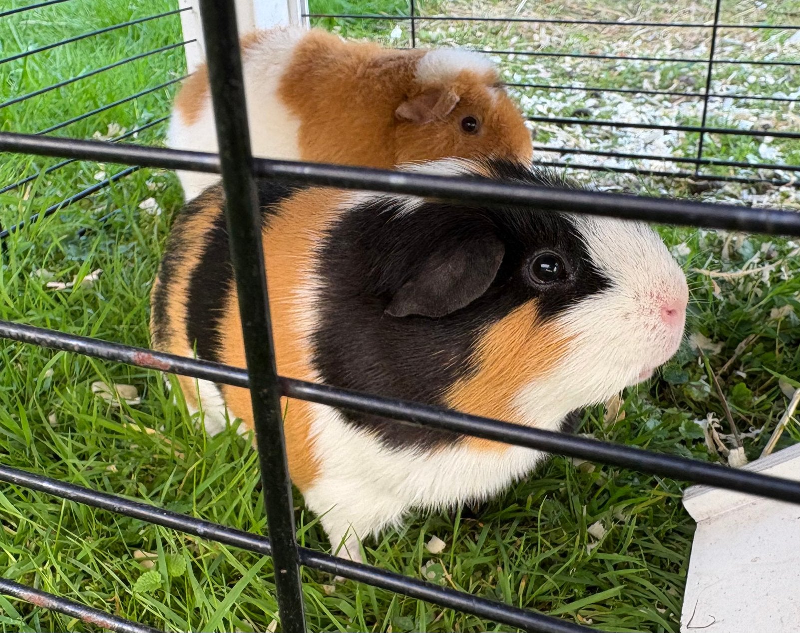 Schattige cavia’s (2 beertjes), Dieren en Toebehoren, Knaagdieren, Mannelijk, Cavia, April