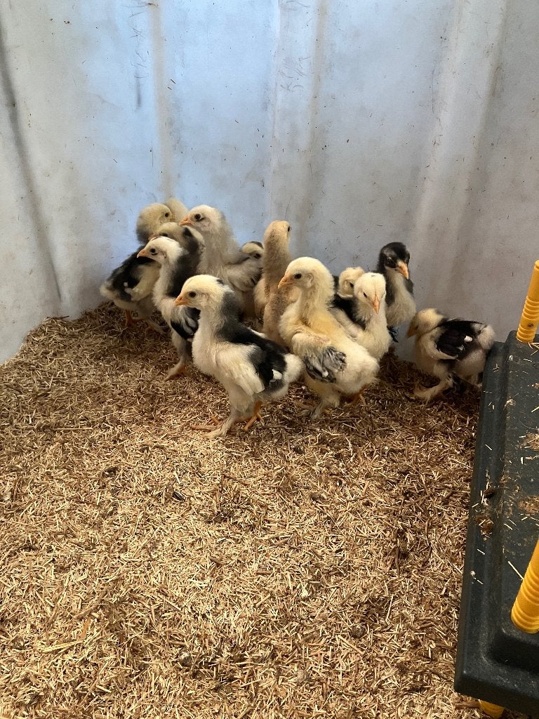 Brahma kuikens, Dieren en Toebehoren, Geslacht onbekend, Kip