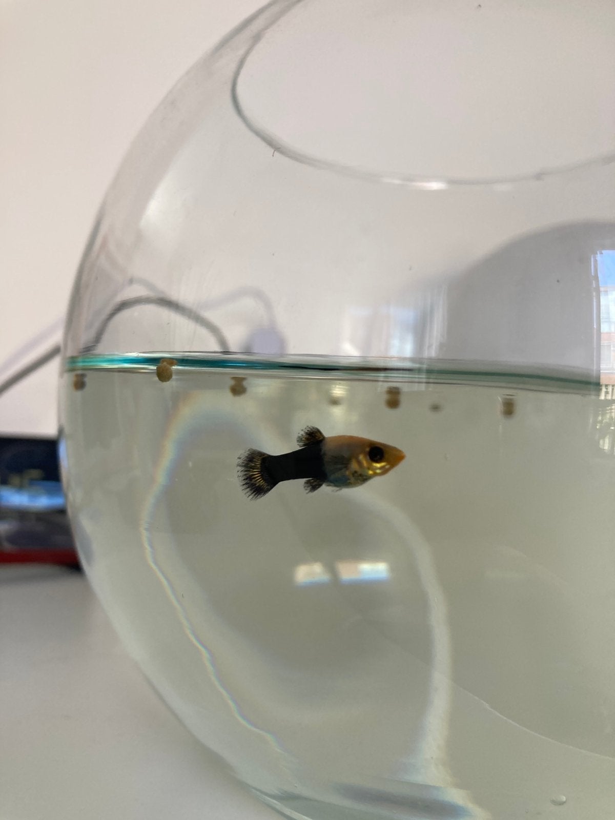 2 jonge geel/zwarte molly’s, Vis, Zoetwatervis