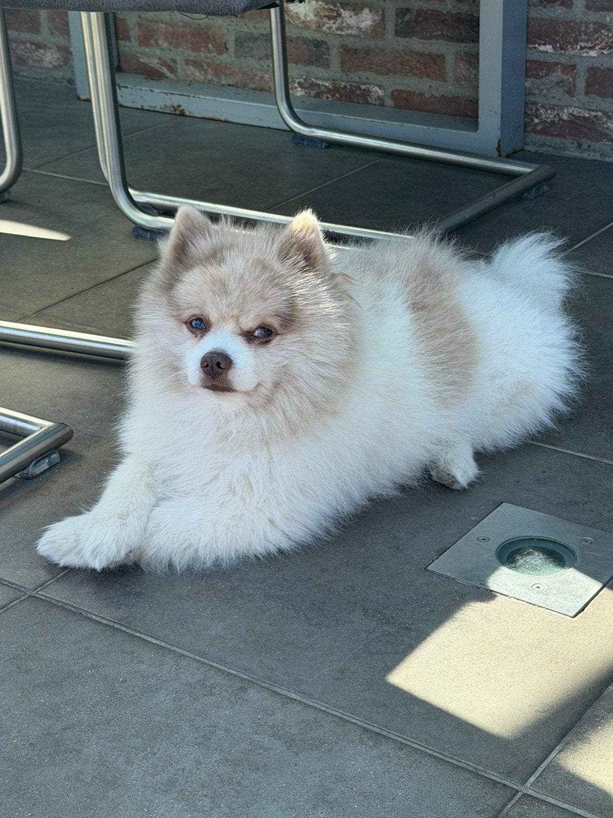Lieve pomsky dekreu met blauwe ogen, Reu, 1 tot 2 jaar, Poolhond, Eén hond