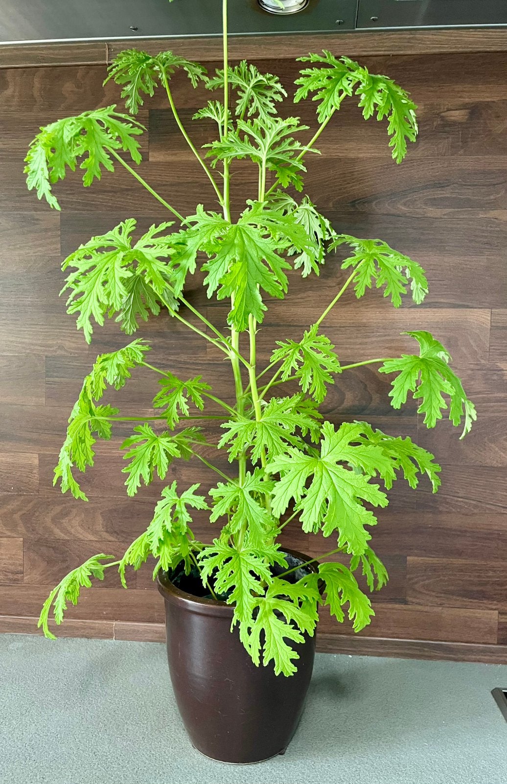 Heerlijk geurende citroen geranium in donkerbruine pot, Huis en Inrichting, Ophalen, Halfschaduw, In pot, Minder dan 100 cm