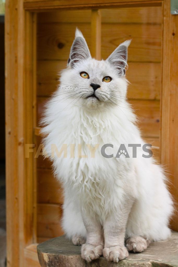 Maine Coon Dekkater High Smoke Shell, Dieren en Toebehoren, 0 tot 2 jaar