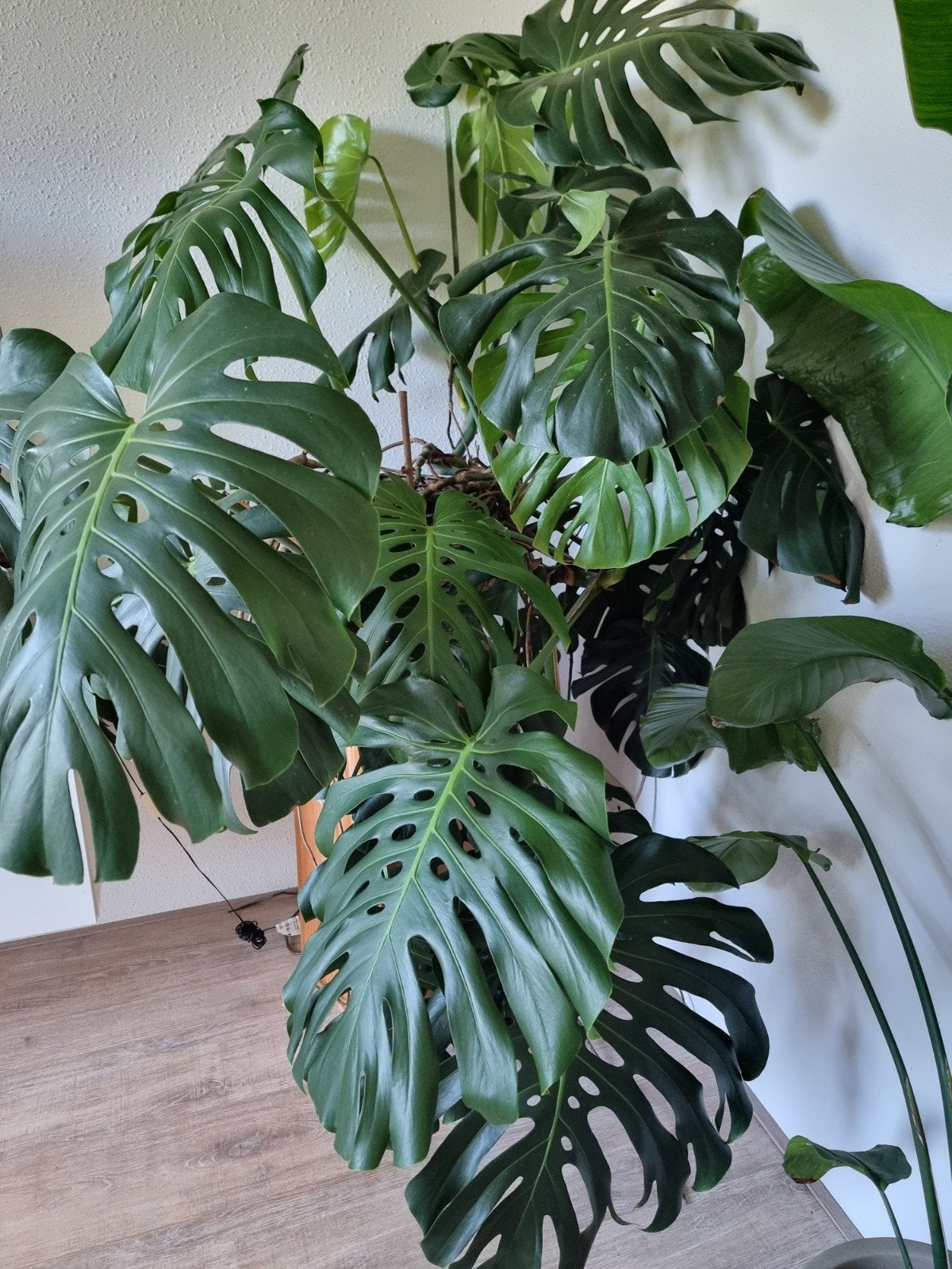 Grote Monstera Deliciosa - Prachtige Kamerplant, Huis en Inrichting, Ophalen, Overige soorten, Halfschaduw, In pot