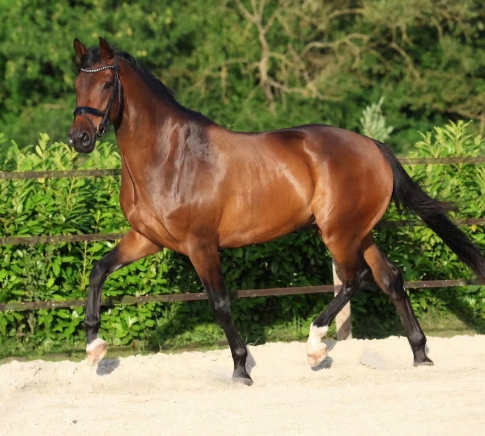 Knappe 7 jarige ruin, Dieren en Toebehoren, Paarden, Ruin, Dressuurpaard
