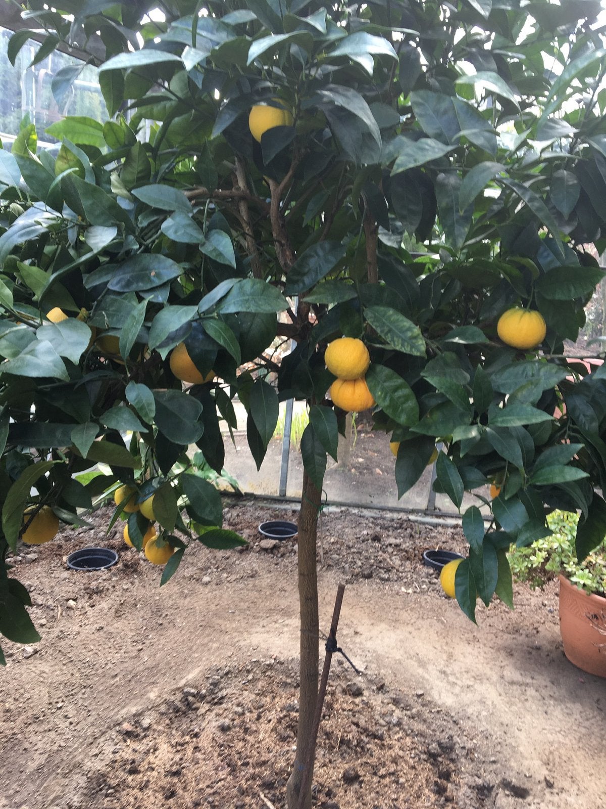 Citrusboom/sinaasappel naveline, Ophalen, Zomer, Volle zon, Overige soorten