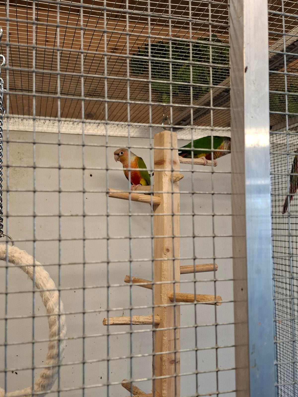 pyrrhura koppel, Dieren en Toebehoren, Meerdere dieren