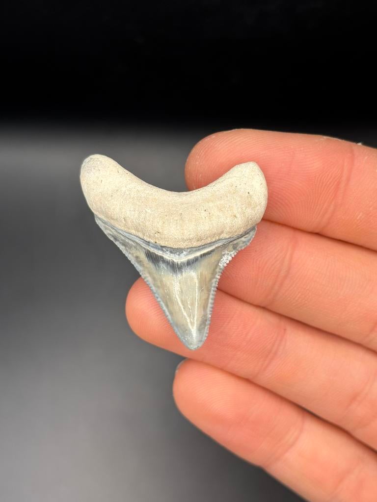Megalodon fossiele haaientand Bone Valley, Verzamelen, Mineralen en Fossielen, Ophalen of Verzenden, Fossiel
