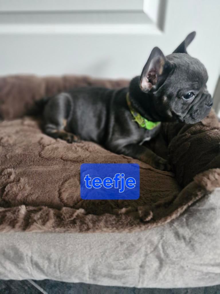 Franse bulldog pups, Dieren en Toebehoren, Honden | Bulldogs, Pinschers en Molossers, Parvo, 8 tot 15 weken, Bulldog, Meerdere
