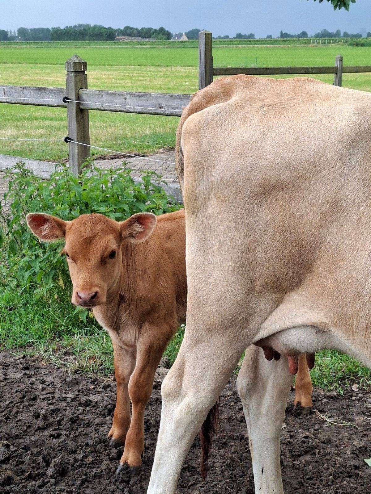 Super makke lieve jersey vaars / koe met vaarskalfje, Vrouwelijk