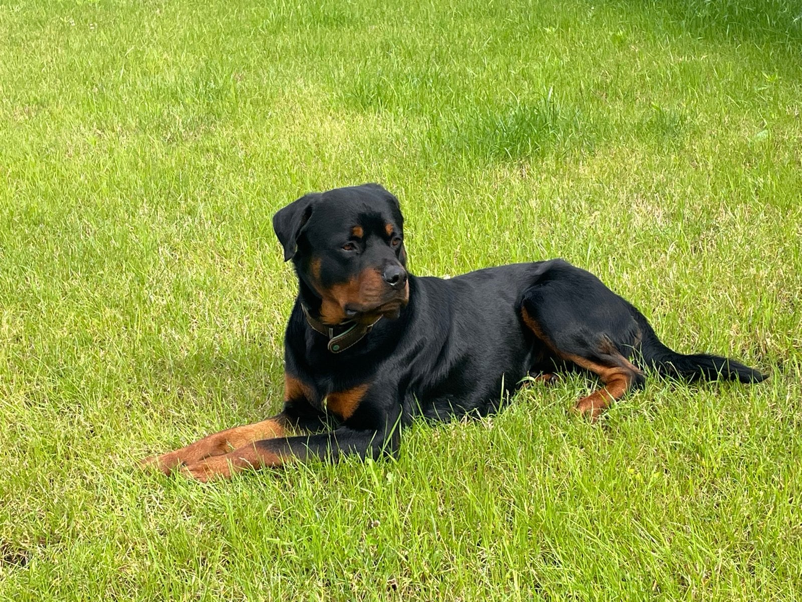Lieve jonge rottweiler reu, Dieren en Toebehoren, Honden | Herdershonden en Veedrijvers, 1 tot 2 jaar, Parvo, Eén hond, Nederland