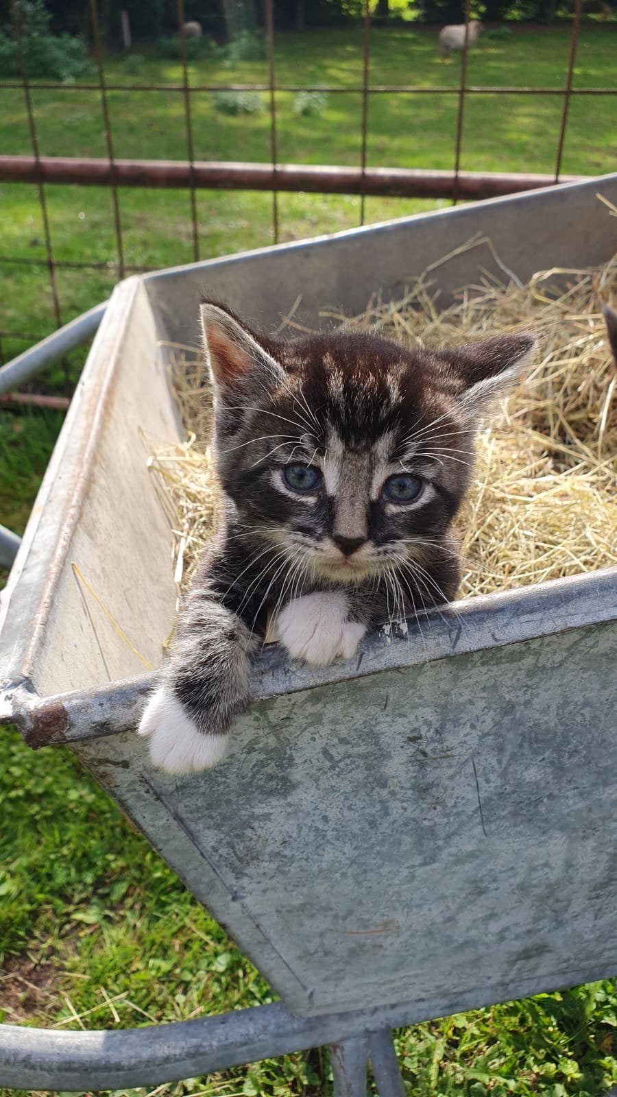 Kittens (1 kater, 2 poezen), Meerdere dieren