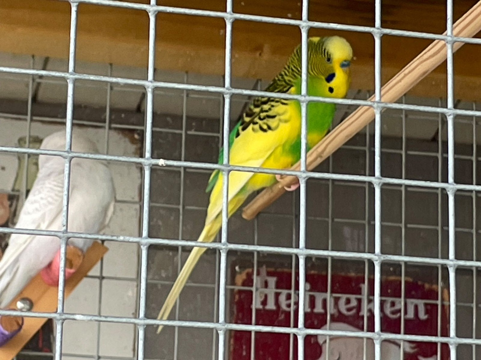 vogels  en Engelse parkieten, Meerdere dieren, Parkiet, Geringd