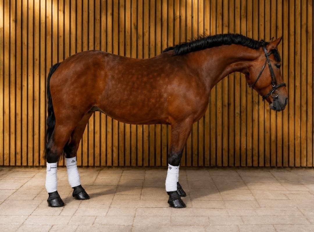 Prachtige allrounder, Dieren en Toebehoren, Paarden, Merrie, B, 165 tot 170 cm, 3 tot 6 jaar, Recreatiepaard, Gechipt, Ontwormd