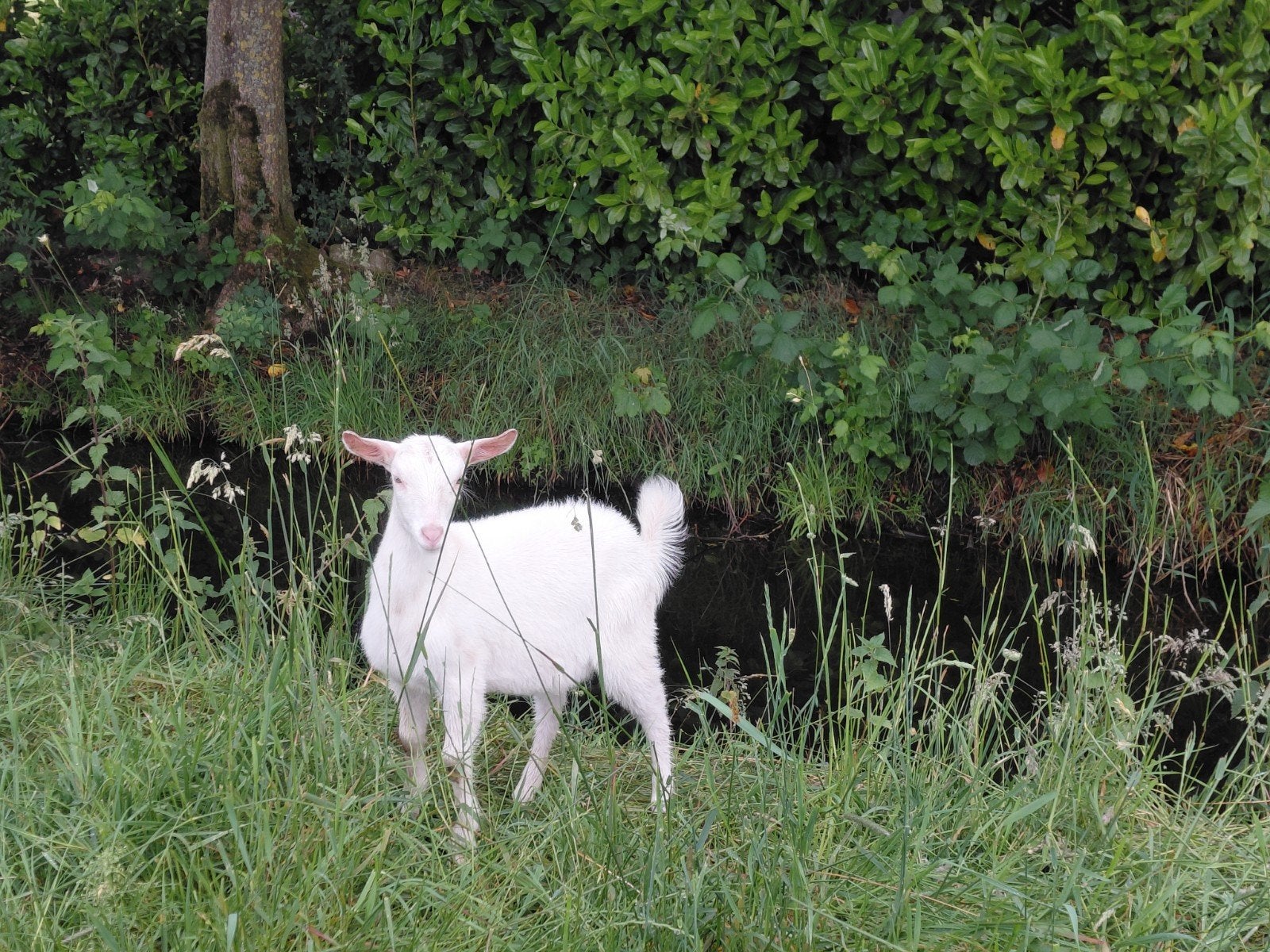 Melkgeiten, Dieren en Toebehoren, Schapen, Geiten en Varkens, Vrouwelijk, Geit, 3 tot 5 jaar