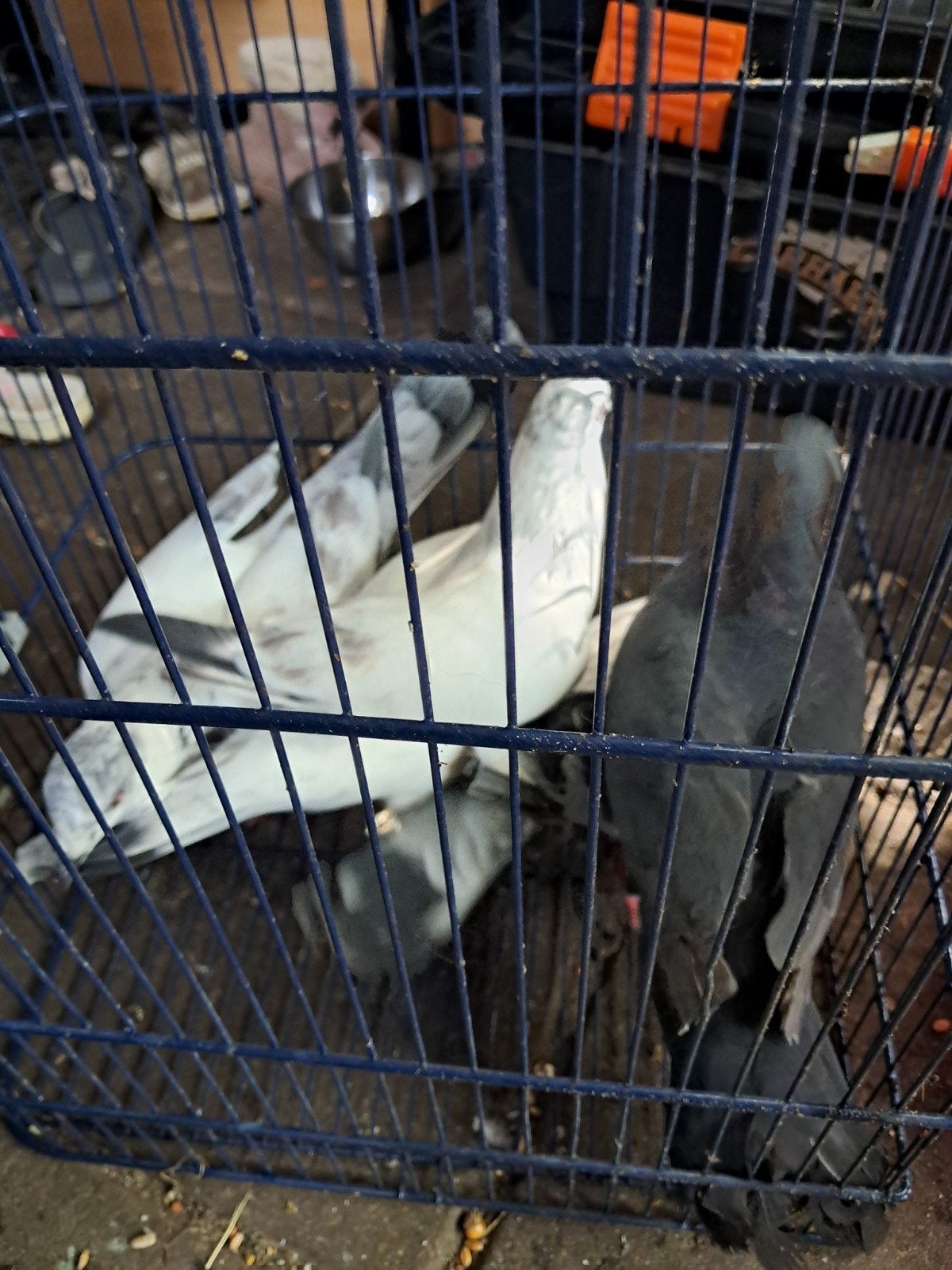 Duifen, Dieren en Toebehoren, Ophalen