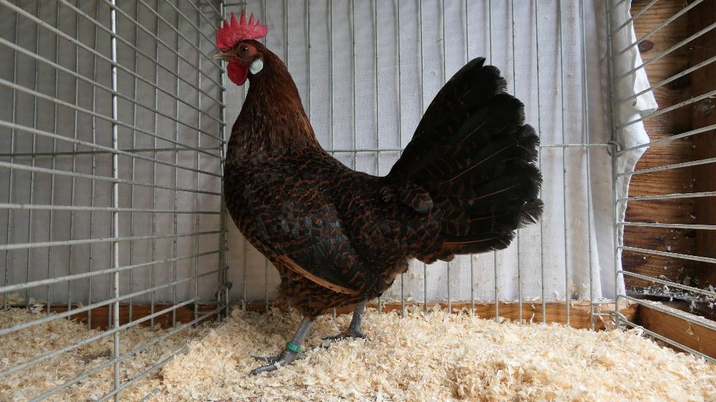 broedeieren Friese roodpel kippen (groot), Dieren en Toebehoren, Pluimvee, Geslacht onbekend, Kip