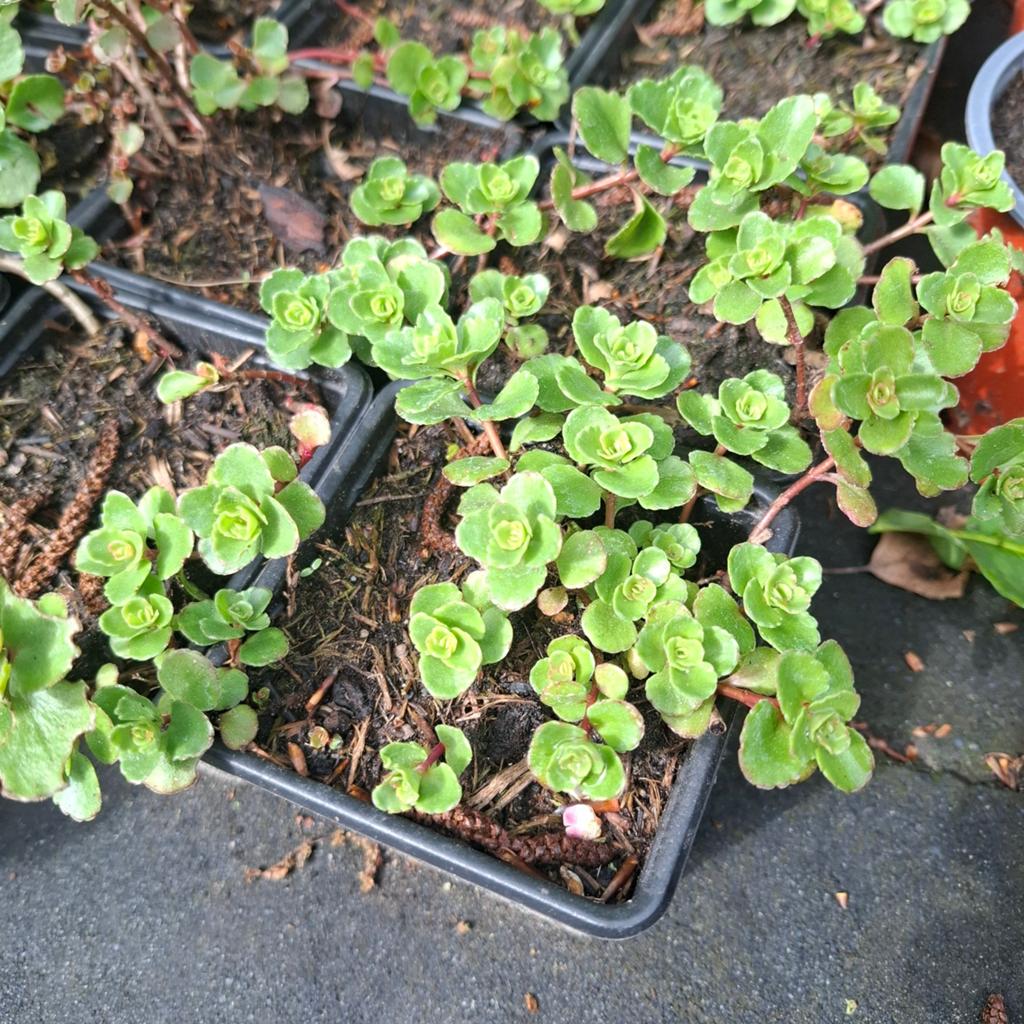 22 x Vetkruid te koop €0,50 per stuk, Ophalen, Volle zon