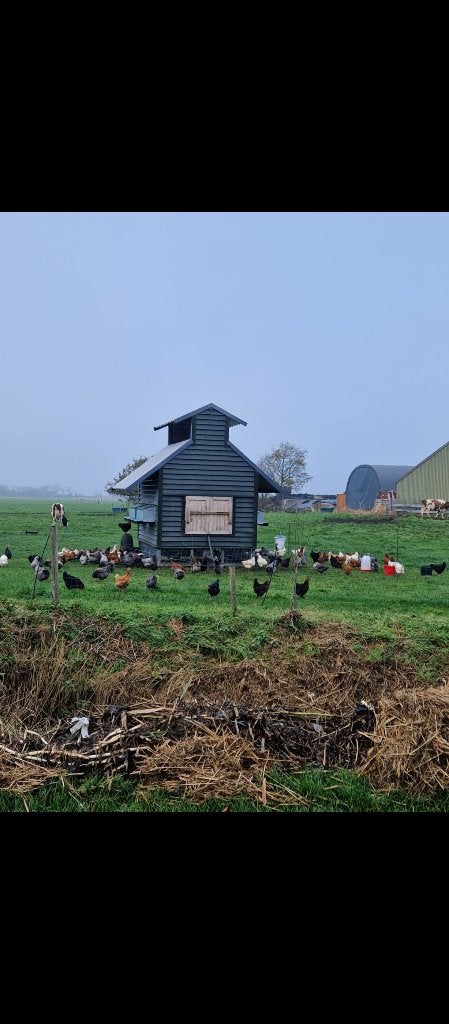 Jonge leghennen te koop in diverse kleuren en rassen, Dieren en Toebehoren, Pluimvee, Vrouwelijk, Kip